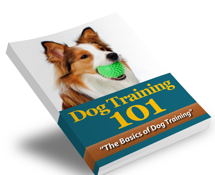 Dog Training 101 Report