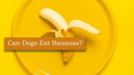 Can dogs eat bananas?